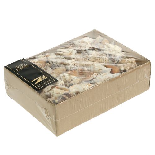 Floristik24 Snigelskal natur 815g