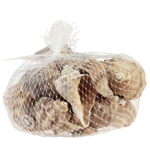 Artikel Snigelsnäckor dekoration sjösniglar brun kräm 4-6cm 300g