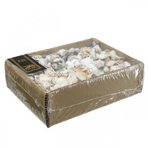 Floristik24 Musselmix Mini, Havssniglar, Naturmusslor L1–4cm 1000g