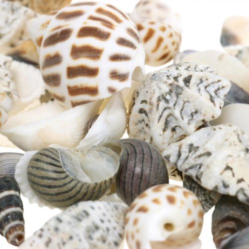 Floristik24 Musselmix Mini, Havssniglar, Naturmusslor L1–4cm 1000g