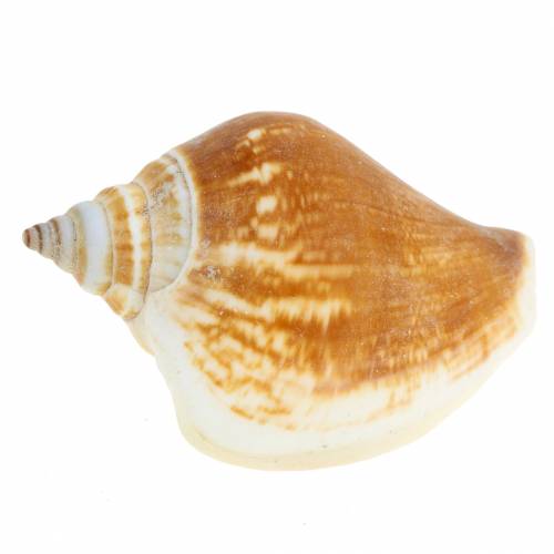 Floristik24 Snäckskal Strombus canarium natur 1050g