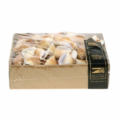 Floristik24 Snäckskal Strombus canarium natur 1050g