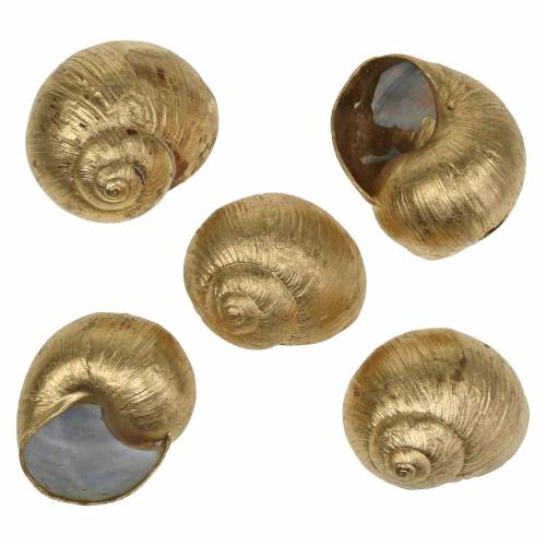 Floristik24 Snigelskal Golden 24 St naturlig dekoration