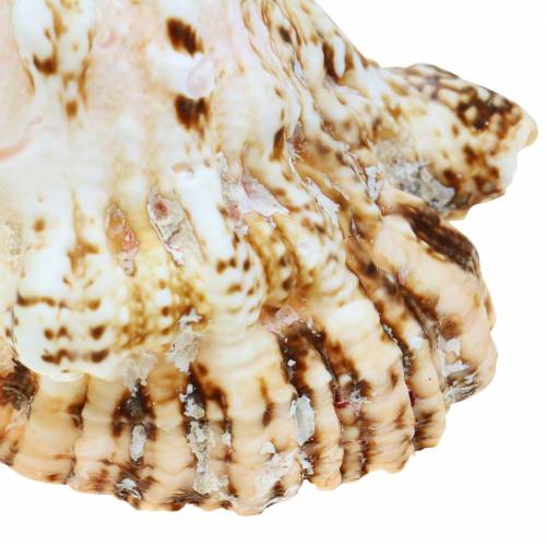 Floristik24 Havssnigel jätte groda snigel natur 18-20cm
