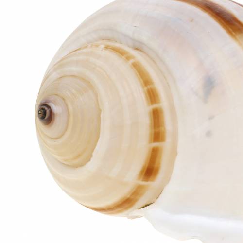 Floristik24 Havssnigelfat snigel naturell 10-12cm 4 st