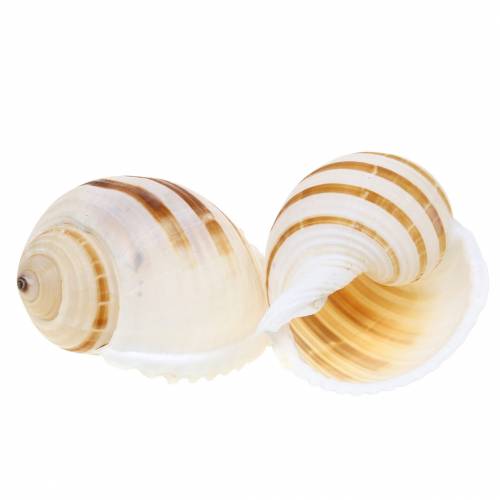 Floristik24 Havssnigelfat snigel naturell 10-12cm 4 st