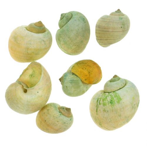 Snigelskal Grön 1kg