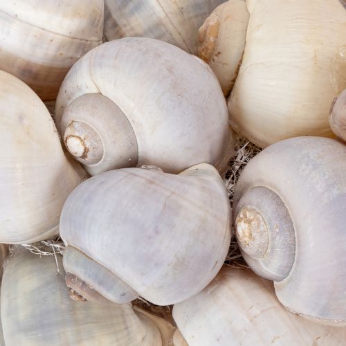 Artikel Snigelkrans för upphängning, dekorativ krans, maritim stil, Nathai, Ø35cm