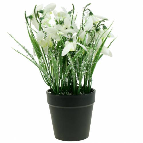 Floristik24 Snödroppar i frostad kruka 25cm