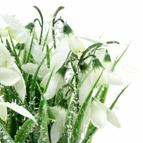 Floristik24 Snödroppar i frostad kruka 25cm