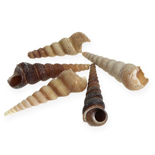 Terebra Turitella 1 kg_sv