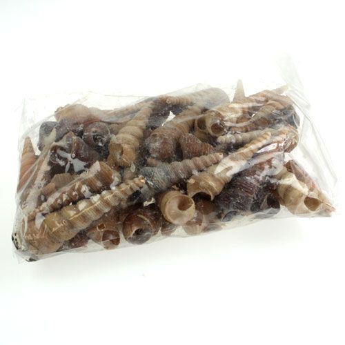 Floristik24 Terebra Turitella 1 kg_sv