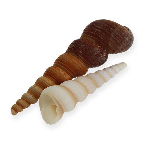 Floristik24 Tornsnigel Turritella terebra 1kg