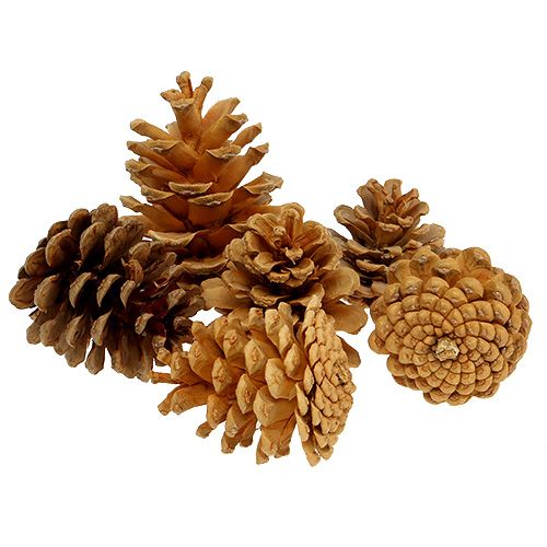 Artikel Svarta kottar dekorativa kottar kräm 5-8cm 1kg