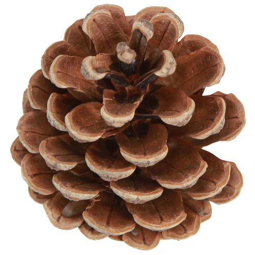 Artikel Svarta kottar naturliga dekorativa kottar 5-8cm 250g