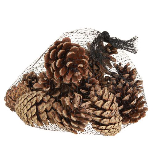 Artikel Svarta kottar naturliga dekorativa kottar 5-8cm 250g