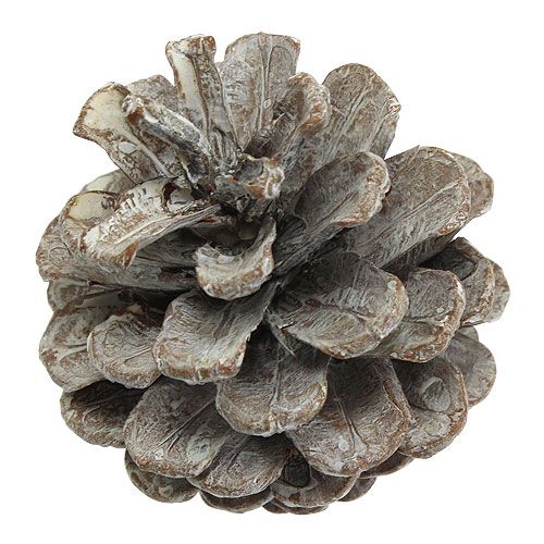 Artikel Svarta kottar 5-9cm Vittvättade 1kg