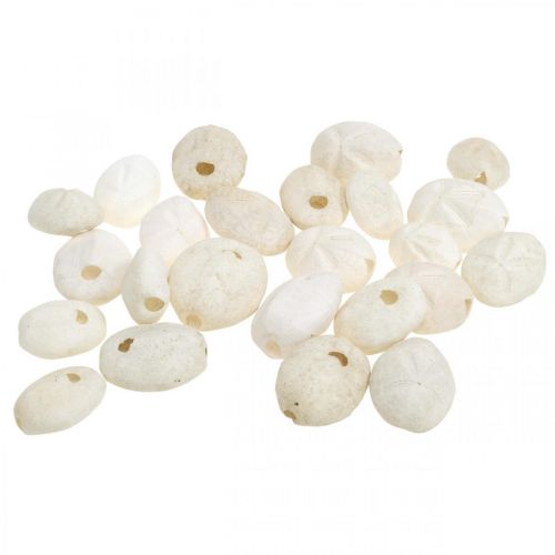 Floristik24 Sjöborre vit, maritim naturdekor 4cm-6cm 25 st
