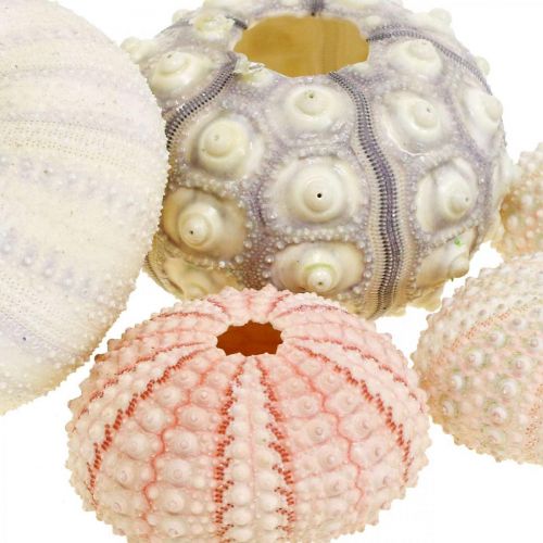 Floristik24 Maritim dekoration sjöborre mix rosa, vit, grön låda med 20 stycken