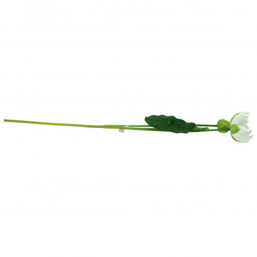 Floristik24 Näckros vit 75cm