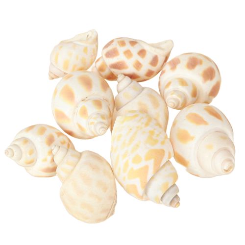 Artikel Havssniglar naturliga snigelskal maritima 2–4 cm 300 g