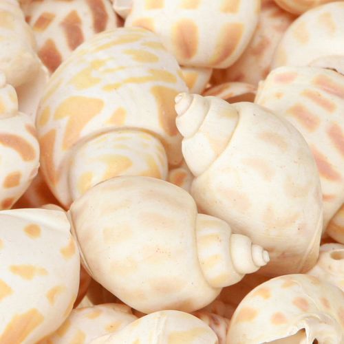 Artikel Havssniglar naturliga snigelskal maritima 2–4 cm 300 g