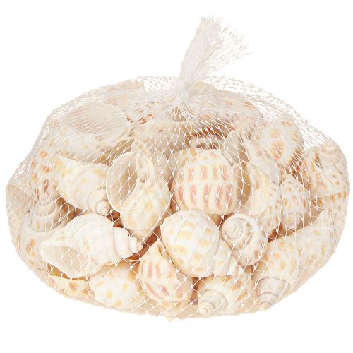Artikel Havssniglar naturliga snigelskal maritima 2–4 cm 300 g