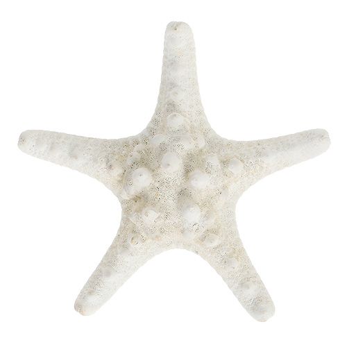 Floristik24 Sjöstjärna 9cm - 11cm vit 20 st