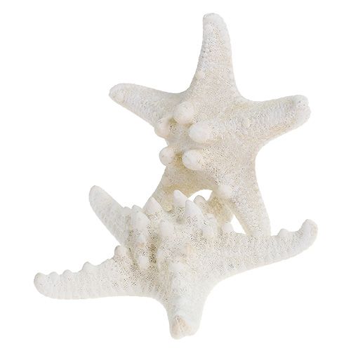 Floristik24 Sjöstjärna 9cm - 11cm vit 20 st