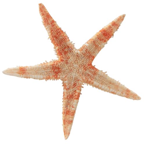 Artikel Sjöstjärna naturdekor naturfärger maritima Ø6,5–8cm 100 st