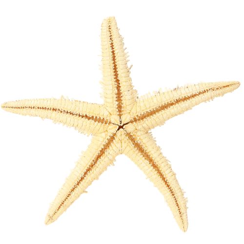 Artikel Sjöstjärna naturdekor naturfärger maritima Ø6,5–8cm 100 st