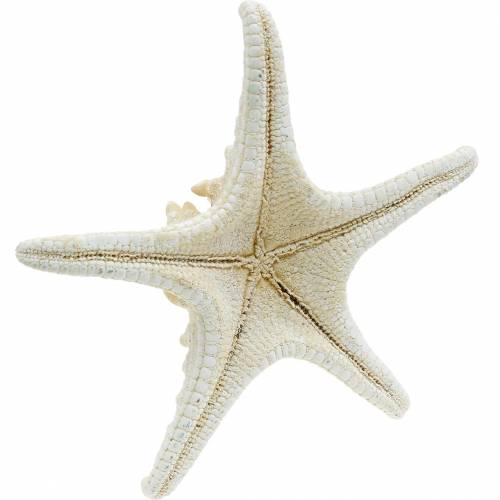 Floristik24 Sjöstjärna naturell 12-16cm 8 st