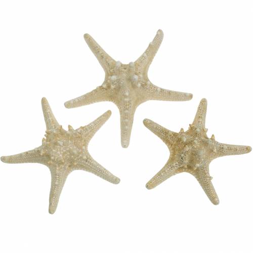 Floristik24 Sjöstjärna naturell 12-16cm 8 st