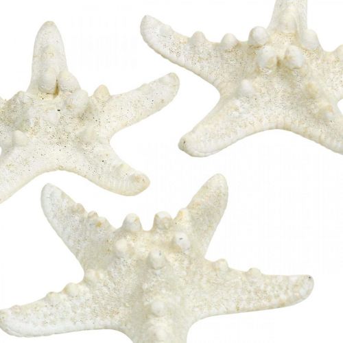 Artikel Sjöstjärnor dekoration vit, torkad sjöstjärna för hantverk 7-11cm 15p