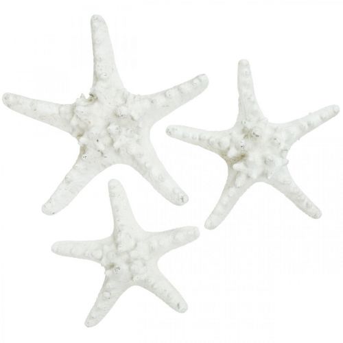 Artikel Sjöstjärna dekoration stor torkad vit dubbig sjöstjärna 15-18cm 10st