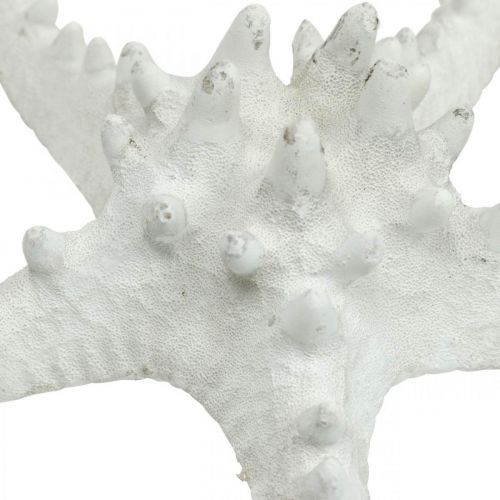 Artikel Sjöstjärna dekoration stor torkad vit dubbig sjöstjärna 15-18cm 10st