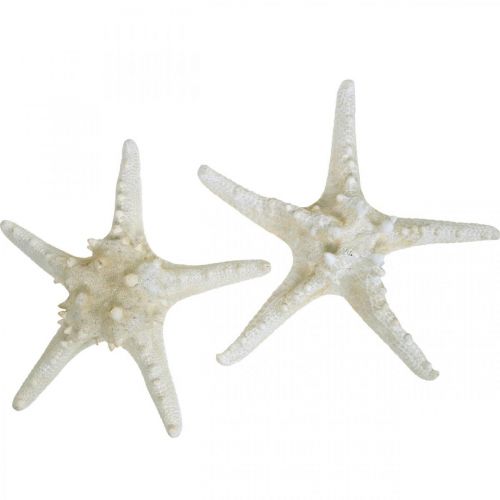 Floristik24 Deco sjöstjärna stor torkad vit knoppad sjöstjärna 19-26cm 5st