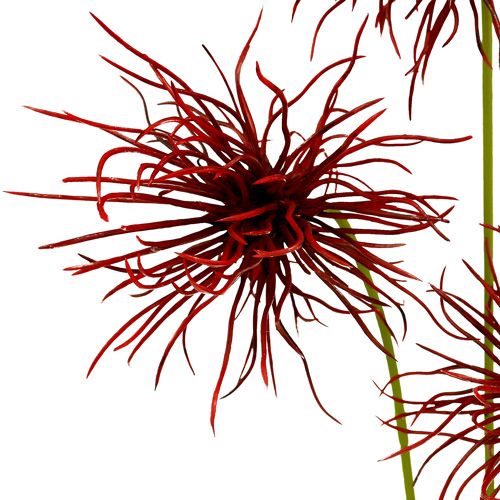Floristik24 Sidenblommor Xanthium Bordeaux 64cm 4st