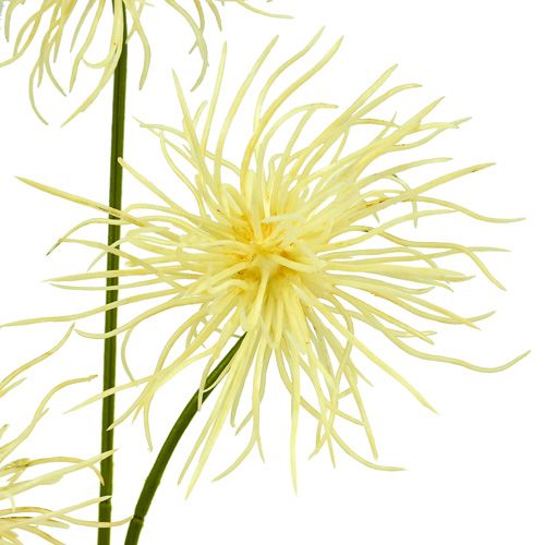 Artikel Silke blommor xanthium kräm 63cm 4st