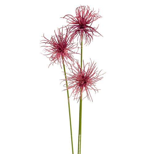 Floristik24 Silkeblommor Xanthium erika 63cm 4st