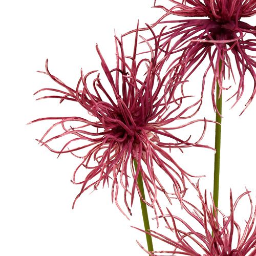 Floristik24 Silkeblommor Xanthium erika 63cm 4st