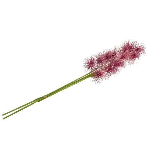 Floristik24 Silkeblommor Xanthium erika 63cm 4st