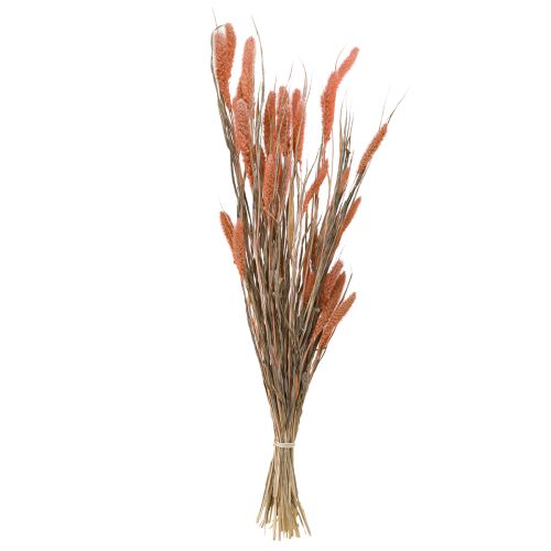 Artikel Setaria borst hirs torr dekoration lax 69cm 70-75g x 2st
