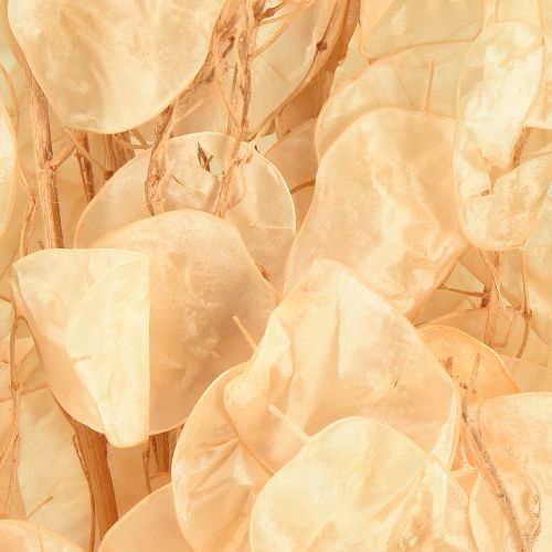 Artikel Torkade silverblad Lunaria Champagne 65-70cm 20g