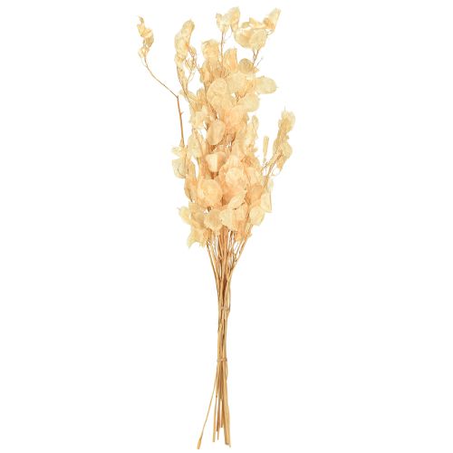 Artikel Torkade silverblad Lunaria Champagne 65-70cm 20g
