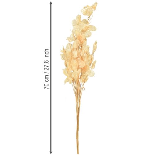 Artikel Torkade silverblad Lunaria Champagne 65-70cm 20g