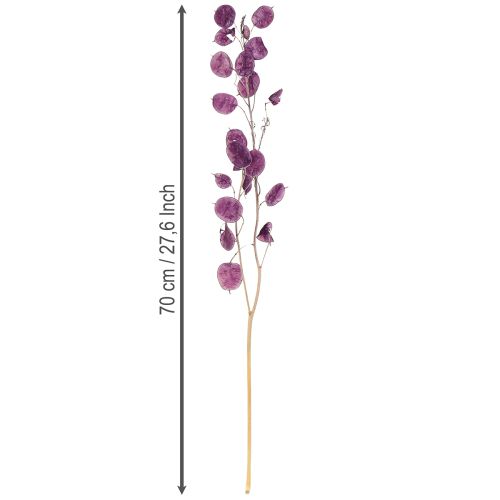 Artikel Torkat silverblad Lunaria månviolet lila 65-70cm 20g