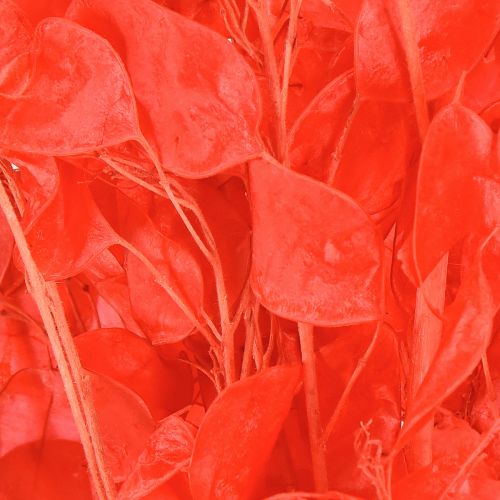 Artikel Torkat silverblad Lunaria röd 65-70cm 20g