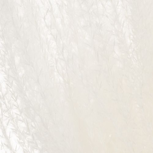 Artikel Torkade blommor, silvergräs. Elegant naturlig dekoration för hem och kontor. 70 cm, 10 stycken.