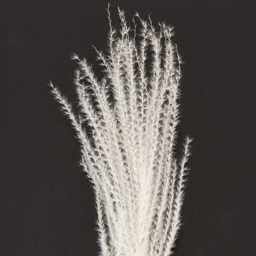 Artikel Torkade blommor, silvergräs. Elegant naturlig dekoration för hem och kontor. 70 cm, 10 stycken.